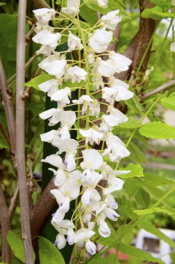 Güzel beyaz çiçekli ağaç dalları, yakın plan, bahar konsepti.  