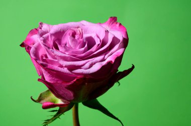 Renkli arka planda güzel bir gül çiçeği, bahar konsepti, yakın görüş  