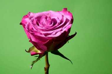 Renkli arka planda güzel bir gül çiçeği, bahar konsepti, yakın görüş  