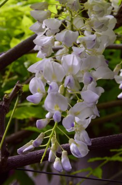Güzel beyaz çiçekli ağaç dalları, yakın plan, bahar konsepti.  