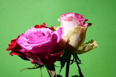 Renkli arka planda güzel güller, bahar konsepti, yakın görüş  