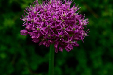 Baharda, güneşli bir günde bahçede büyüyen güzel çiçek. 