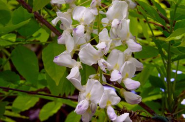 Güzel beyaz çiçekli ağaç dalları, yakın plan, bahar konsepti.  