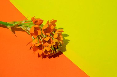 Renkli arka planda güzel çiçekler, bahar konsepti, yakın görüş  