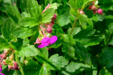 Baharın güneşli günlerinde bahçede büyüyen güzel çiçekler. 