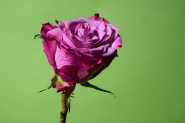 Renkli arka planda güzel bir gül çiçeği, bahar konsepti, yakın görüş  