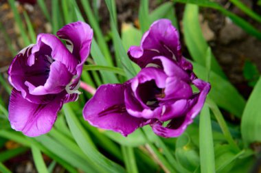 Baharın güneşli günlerinde bahçede büyüyen güzel laleler. 