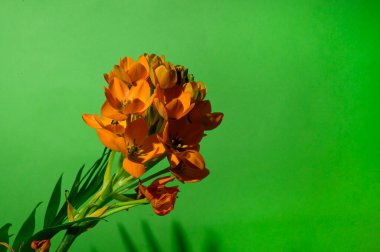 Renkli arka planda güzel çiçekler, bahar konsepti, yakın görüş  