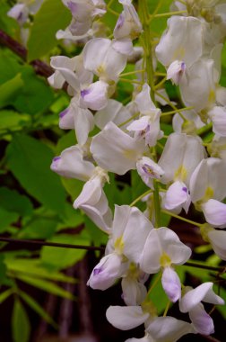 Güzel beyaz çiçekli ağaç dalları, yakın plan, bahar konsepti.  