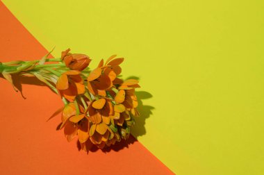 Renkli arka planda güzel çiçekler, bahar konsepti, yakın görüş  