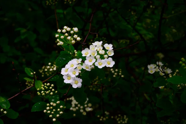 Vackra Blommor Xer Trã Dgã Rden Ren Solig Dag — Stockfoto