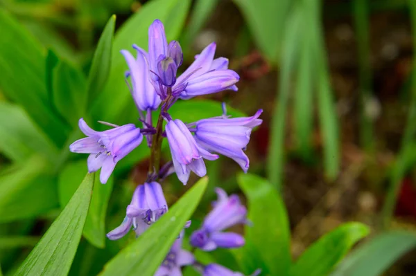 Hermosas Flores Que Crecen Jardín Día Soleado Primavera — Foto de Stock