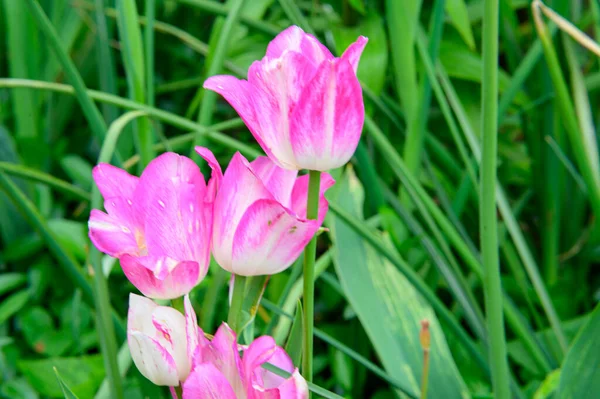 Bellissimi Tulipani Che Crescono Giardino Primavera Giornata Sole — Foto Stock