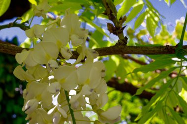 Güzel çiçekli ağaç dalları, yakın plan, bahar konsepti.  