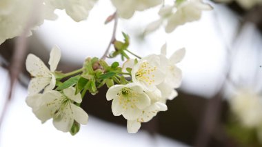 Güzel çiçekli kiraz ağacı dalları, yakın plan, bahar konsepti.  