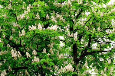 Güzel çiçekli kestane ağacı dalları, yakın plan, bahar konsepti.  