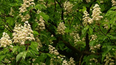 Güzel çiçekli kestane ağacı dalları, yakın plan, bahar konsepti.  