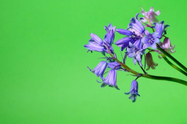 Parlak arka planda güzel çiçekler, bahar konsepti, yakın manzara   