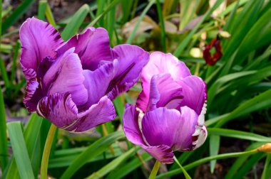 Baharın güneşli günlerinde bahçede büyüyen güzel laleler. 