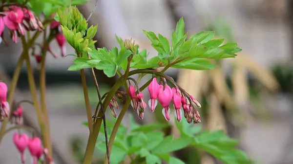 Lindas Flores Coração Sangrando Crescendo Jardim Dia Ensolarado Primavera — Fotografia de Stock