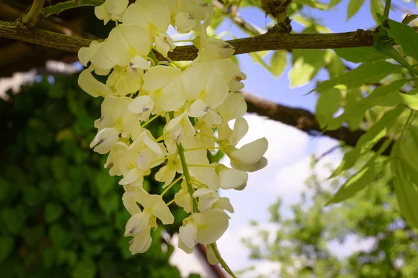 有美丽花朵的树枝 春天的概念 — 图库照片