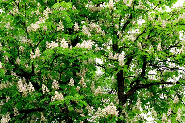 Güzel çiçekli kestane ağacı dalları, yakın plan, bahar konsepti.  