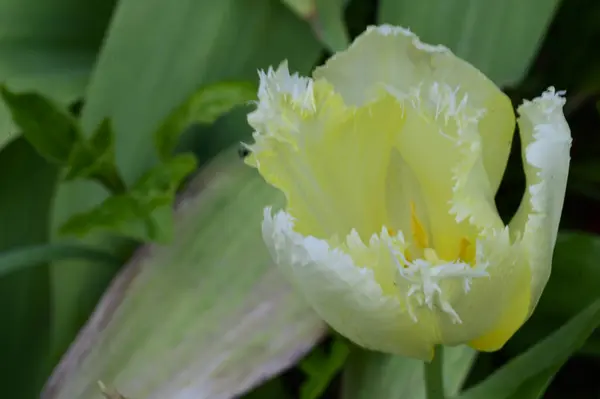 Hermosa Flor Tulipán Creciendo Jardín Primavera Día Soleado — Foto de Stock