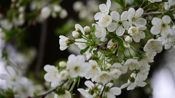 Körsbärsträd Grenar Med Vackra Blommor Närbild Vår Koncept — Stockfoto