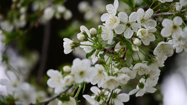 Cherry Tree Branches Beautiful Flowers Close Spring Concept — Stock Photo, Image