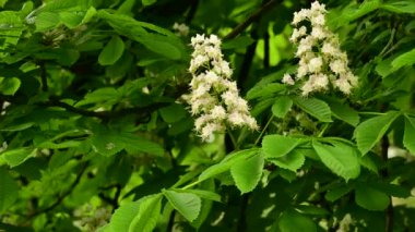 Güzel çiçekli kestane ağacı dalları, yakın plan, bahar konsepti.  