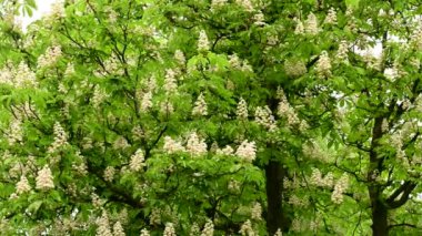 Güzel çiçekli kestane ağacı dalları, yakın plan, bahar konsepti.  