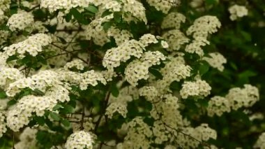 Güzel beyaz çiçekli çalılıklar, yakın plan, bahar konsepti.  