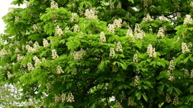 Güzel çiçekli kestane ağacı dalları, yakın plan, bahar konsepti.  