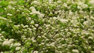 Güzel beyaz çiçekli çalılıklar rüzgarda sallanıyor, yakın plan, bahar konsepti.  