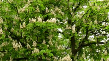 Güzel çiçekli kestane ağacı dalları, yakın plan, bahar konsepti.  