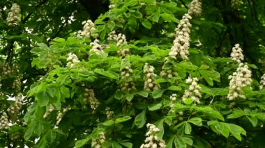 Güzel çiçekli kestane ağacı dalları, yakın plan, bahar konsepti.  