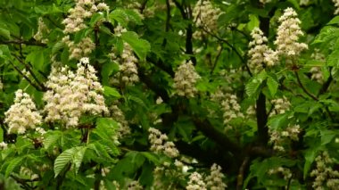 Güzel çiçekli kestane ağacı dalları, yakın plan, bahar konsepti.  