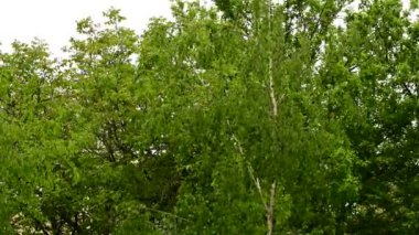 Gökyüzü arka planında yeşil yapraklı ağaç dallarının resimsel görüntüsü