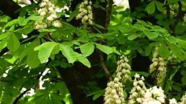 Güzel çiçekli kestane ağacı dalları, yakın plan, bahar konsepti.  