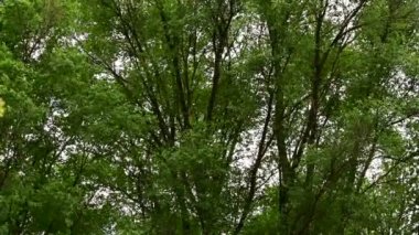 Gökyüzü arka planında yeşil yapraklı ağaç dallarının resimsel görüntüsü