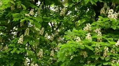 Güzel çiçekli kestane ağacı dalları, yakın plan, bahar konsepti.  