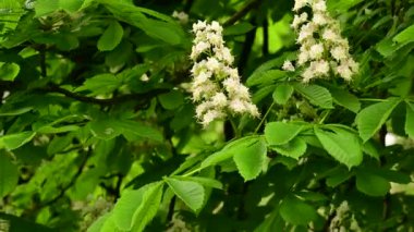 Güzel çiçekli kestane ağacı dalları, yakın plan, bahar konsepti.  