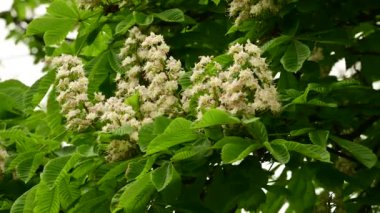 Güzel çiçekli kestane ağacı dalları, yakın plan, bahar konsepti.  