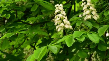 Güzel çiçekli kestane ağacı dalları, yakın plan, bahar konsepti.  