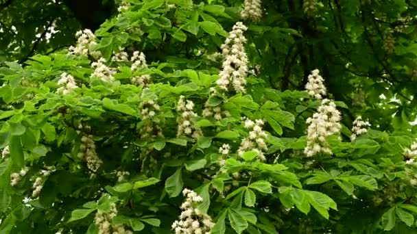 Ramos Castanheiros Com Belas Flores Close Conceito Primavera — Vídeo de Stock