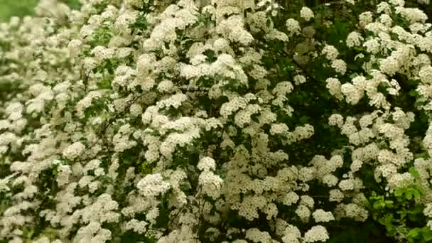 Ramos Arbusto Com Belas Flores Brancas Close Conceito Primavera — Vídeo de Stock