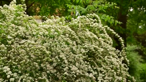 Ramos Arbusto Com Belas Flores Brancas Balançando Vento Parque Close — Vídeo de Stock