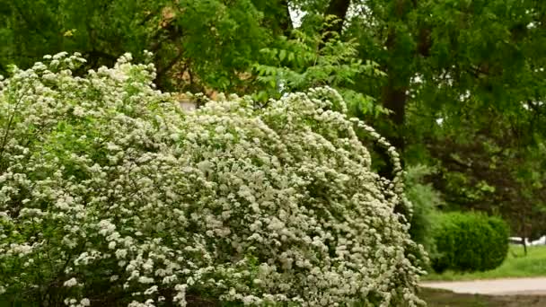 Buschzweige Mit Schönen Weißen Blüten Die Wind Schwanken Nahaufnahme Frühlingskonzept — Stockvideo