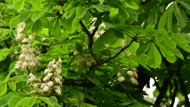 Ramos Castanheiros Com Belas Flores Close Conceito Primavera — Vídeo de Stock