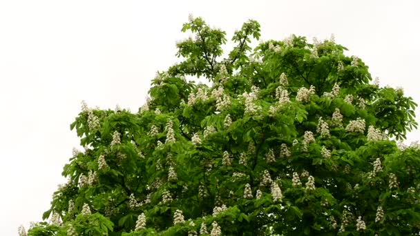 美しい花 クローズアップ 春のコンセプトを持つ栗の木の枝 — ストック動画